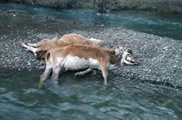 Од лешина крава у реци прети зараза